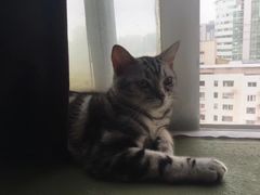 -猫猫幼稚园·撸猫·桌游·电玩
