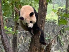 -都江堰中华大熊猫苑