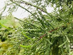 -阿狗烧麦(交通局店)