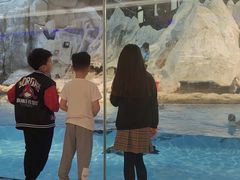 -帝企鹅自助餐厅•儿童岛•真企鹅(长隆企鹅酒店)