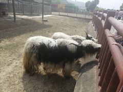 -无锡动物园·太湖欢乐园