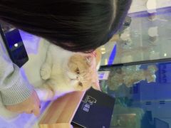 -喵园·猫主题咖啡厅·撸猫·猫咖(国贸店)