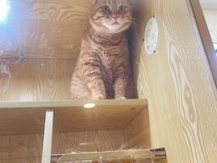 -平行世界·猫咖(首经贸店)