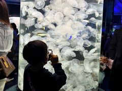 -芜湖新华联大白鲸海洋公园