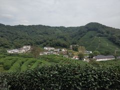 -龙井村