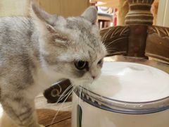 -more than meow吴止猫主题餐厅(承德 中船汇店)