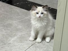 -糯米喵星人总部直营旗舰店·猫舍·幼猫出售