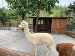 -佛冈森波拉度假区