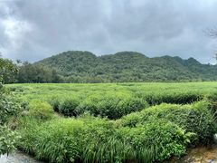 -中国茶叶博物馆(双峰馆区)