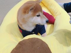 -逗柴咖啡屋·狗咖猫咖宠物桌游