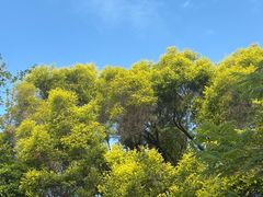 -深圳国际园林花卉博览园