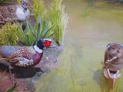 -陕西自然博物馆