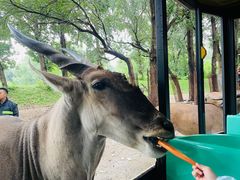 -北京野生动物园
