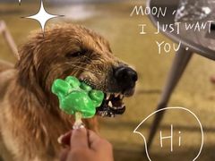 -爪吧宠物乐园 (温榆河示范区店)