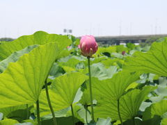 -荷塘月色湿地公园·向阳花洲