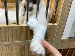 -老吴的猫·猫舍(新区店)