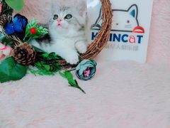 -十年猫舍·猫咪专门店(普陀店)