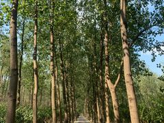 -合肥滨湖国家森林公园