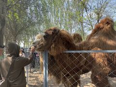 -长白岛森林公园