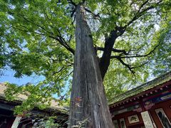 -少华山国家森林公园