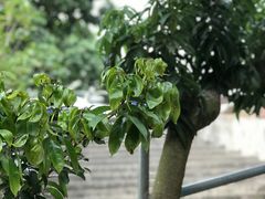 -满記土窑烧鷄波浪山莊