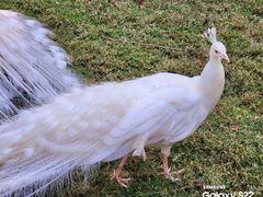 -广州长隆飞鸟乐园