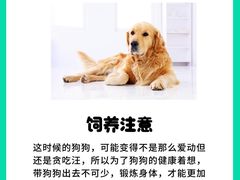 -北京京卫宠物寄养训练中心