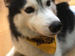 -Husky Go! 哈士奇体验馆·宠物咖啡厅狗咖