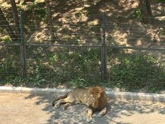 -大连森林动物园