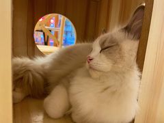 -猫友咖啡店(玉林西路店)