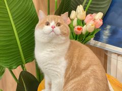 -袖虎·猫馆(体育西路店)