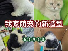 -唐小姐の猫狗洗护·购宠旗舰店(周浦万达店)