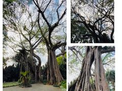 -瑞丽独树成林风景区