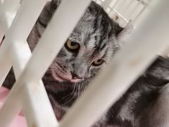 -藏猫猫咖啡主题馆(中央大道店)