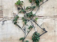 -阿尔罕布拉宫