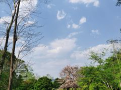 -中国科学院西双版纳热带植物园