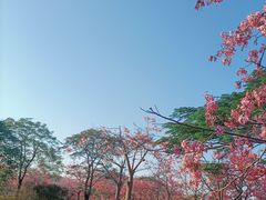 -风云岭森林公园