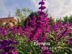 -花开海上生态园