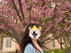 -莱阳濯村樱花园