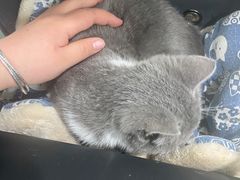 -宠福鑫康馨动物医院·骨科·眼科
