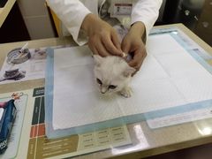 -艾贝尔宠物诊疗