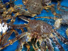 -鸿港海鲜批发市场