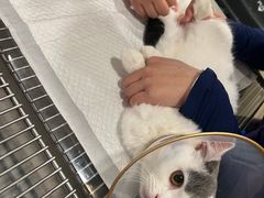 -萌兽医馆·犬猫专科·眼科中心·宠物医院(朝阳门分院)