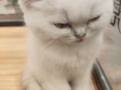 -袖虎·猫馆(体育西路店)