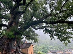 -杨家堂村