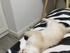 -欣宠猫屋·矮脚拿破仑·蓝金金渐层