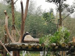 -都江堰中华大熊猫苑