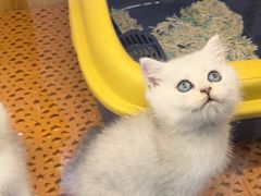 -欣宠猫屋·矮脚拿破仑·蓝金金渐层