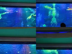 -海合安成都极地海洋公园