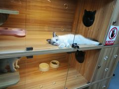 -喵百万·布偶·蓝金金渐层英短·猫舍(百子湾店)